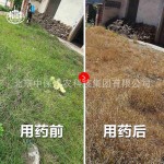 (1000g) Household Herbicide Garden 95% Glyphosate Weed Killer High Content Deep Root Killing Glyphosate Herbicide-roundup Glyphosate Pesticide Garden Supplies